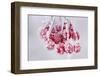 Hoarfrost at Plants in Icy Cold-Wolfgang Filser-Framed Photographic Print