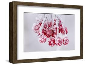 Hoarfrost at Plants in Icy Cold-Wolfgang Filser-Framed Photographic Print