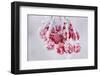 Hoarfrost at Plants in Icy Cold-Wolfgang Filser-Framed Photographic Print