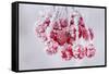 Hoarfrost at Plants in Icy Cold-Wolfgang Filser-Framed Stretched Canvas