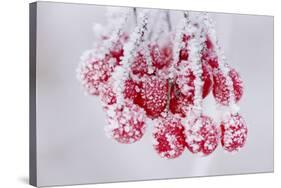 Hoarfrost at Plants in Icy Cold-Wolfgang Filser-Stretched Canvas