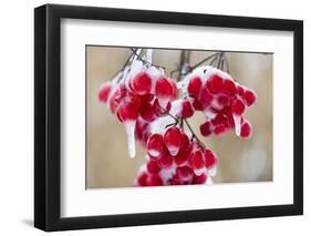 Hoarfrost at Plants in Icy Cold-Wolfgang Filser-Framed Photographic Print