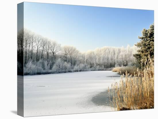 Hoarfrost Covered Trees Along Frozen Lake in Winter, Belgium-Philippe Clement-Stretched Canvas