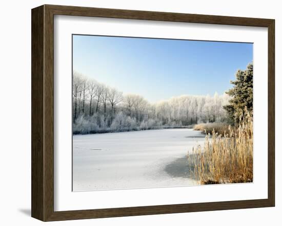 Hoarfrost Covered Trees Along Frozen Lake in Winter, Belgium-Philippe Clement-Framed Photographic Print