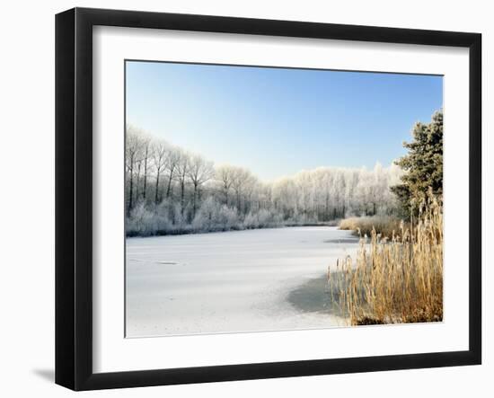 Hoarfrost Covered Trees Along Frozen Lake in Winter, Belgium-Philippe Clement-Framed Photographic Print