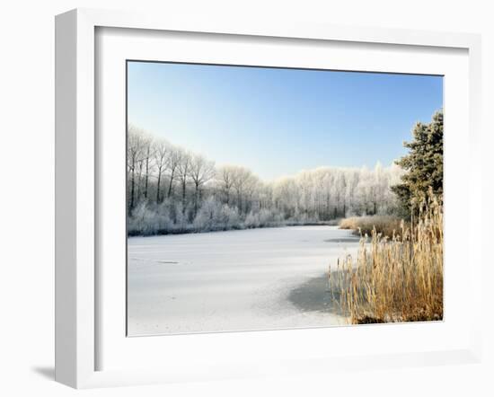 Hoarfrost Covered Trees Along Frozen Lake in Winter, Belgium-Philippe Clement-Framed Photographic Print