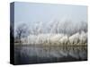 Hoarfrost-covered trees along Mississippi River, Upper Mississippi National Wildlife Refuge, Wis...-Panoramic Images-Stretched Canvas