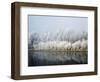 Hoarfrost-covered trees along Mississippi River, Upper Mississippi National Wildlife Refuge, Wis...-Panoramic Images-Framed Photographic Print