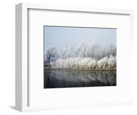 Hoarfrost-covered trees along Mississippi River, Upper Mississippi National Wildlife Refuge, Wis...-Panoramic Images-Framed Photographic Print