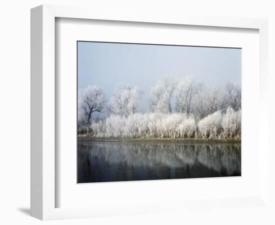 Hoarfrost-covered trees along Mississippi River, Upper Mississippi National Wildlife Refuge, Wis...-Panoramic Images-Framed Photographic Print