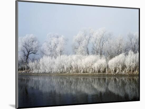 Hoarfrost-covered trees along Mississippi River, Upper Mississippi National Wildlife Refuge, Wis...-Panoramic Images-Mounted Photographic Print