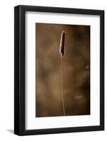 Hoarfrost crystalline on a dried hay on a sunlight, blurred background-Paivi Vikstrom-Framed Photographic Print