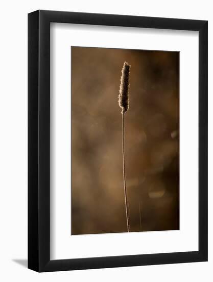 Hoarfrost crystalline on a dried hay on a sunlight, blurred background-Paivi Vikstrom-Framed Photographic Print