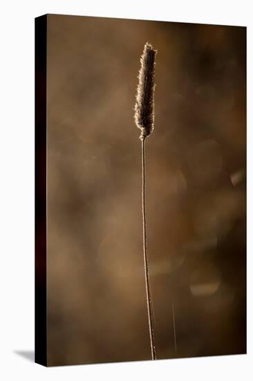 Hoarfrost crystalline on a dried hay on a sunlight, blurred background-Paivi Vikstrom-Stretched Canvas