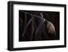 Hoarfrost crystalline on a reed, black background-Paivi Vikstrom-Framed Photographic Print