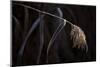 Hoarfrost crystalline on a reed, black background-Paivi Vikstrom-Mounted Photographic Print