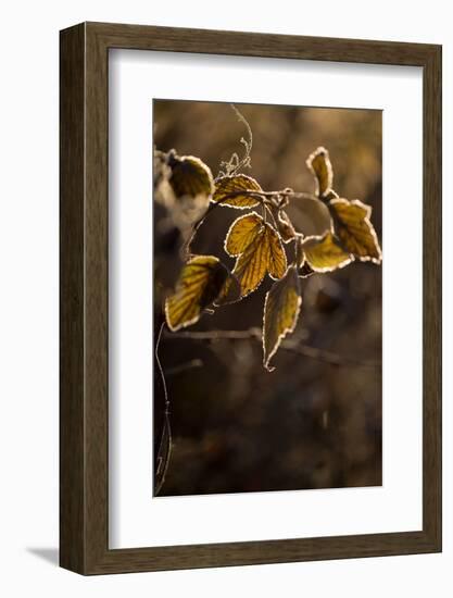 Hoarfrost crystalline on leaves in a sunlight, blurred background-Paivi Vikstrom-Framed Photographic Print