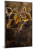 Hoarfrost crystalline on leaves in a sunlight, blurred background-Paivi Vikstrom-Mounted Photographic Print