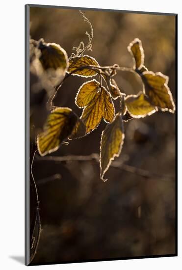 Hoarfrost crystalline on leaves in a sunlight, blurred background-Paivi Vikstrom-Mounted Photographic Print