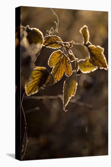 Hoarfrost crystalline on leaves in a sunlight, blurred background-Paivi Vikstrom-Stretched Canvas