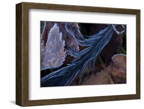 Hoarfrost crystals on black bird's feather with frozen leaves-Paivi Vikstrom-Framed Photographic Print