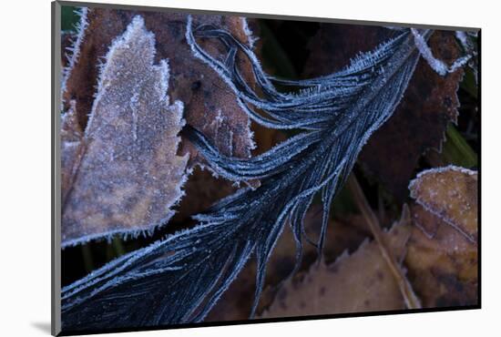 Hoarfrost crystals on black bird's feather with frozen leaves-Paivi Vikstrom-Mounted Photographic Print