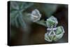 Hoarfrost crystals on dried flower seed pods, blur background-Paivi Vikstrom-Stretched Canvas