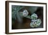 Hoarfrost crystals on dried flower seed pods, blur background-Paivi Vikstrom-Framed Photographic Print