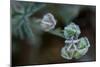 Hoarfrost crystals on dried flower seed pods, blur background-Paivi Vikstrom-Mounted Photographic Print