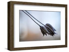 Hoarfrost crystals on dried flowers-Paivi Vikstrom-Framed Photographic Print