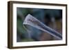 Hoarfrost crystals on dried leaf-Paivi Vikstrom-Framed Photographic Print