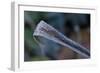 Hoarfrost crystals on dried leaf-Paivi Vikstrom-Framed Photographic Print