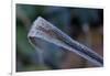 Hoarfrost crystals on dried leaf-Paivi Vikstrom-Framed Photographic Print