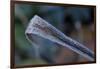 Hoarfrost crystals on dried leaf-Paivi Vikstrom-Framed Photographic Print