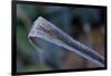 Hoarfrost crystals on dried leaf-Paivi Vikstrom-Framed Photographic Print