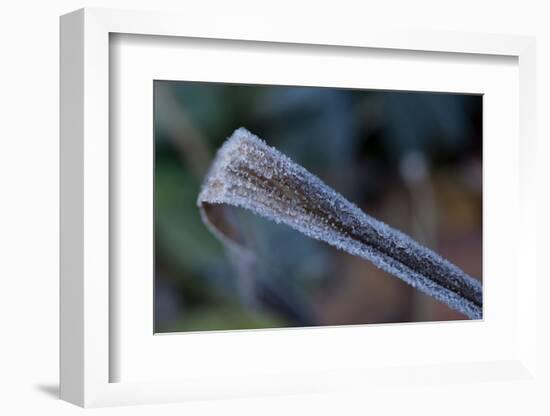 Hoarfrost crystals on dried leaf-Paivi Vikstrom-Framed Photographic Print