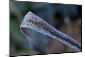 Hoarfrost crystals on dried leaf-Paivi Vikstrom-Mounted Photographic Print