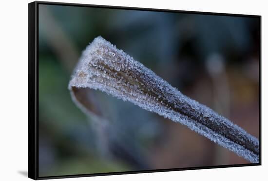 Hoarfrost crystals on dried leaf-Paivi Vikstrom-Framed Stretched Canvas