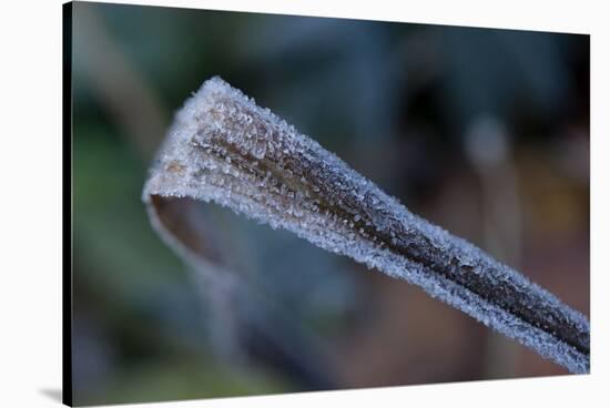 Hoarfrost crystals on dried leaf-Paivi Vikstrom-Stretched Canvas