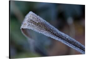 Hoarfrost crystals on dried leaf-Paivi Vikstrom-Stretched Canvas