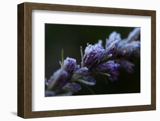 Hoarfrost crystals on dried pink flower buds on a black background-Paivi Vikstrom-Framed Photographic Print