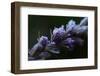 Hoarfrost crystals on dried pink flower buds on a black background-Paivi Vikstrom-Framed Photographic Print