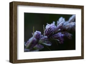 Hoarfrost crystals on dried pink flower buds on a black background-Paivi Vikstrom-Framed Photographic Print