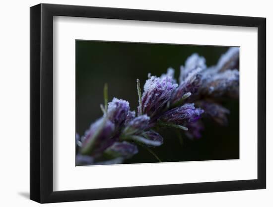 Hoarfrost crystals on dried pink flower buds on a black background-Paivi Vikstrom-Framed Photographic Print