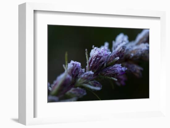 Hoarfrost crystals on dried pink flower buds on a black background-Paivi Vikstrom-Framed Photographic Print
