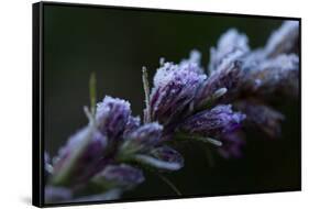 Hoarfrost crystals on dried pink flower buds on a black background-Paivi Vikstrom-Framed Stretched Canvas