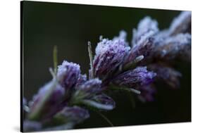 Hoarfrost crystals on dried pink flower buds on a black background-Paivi Vikstrom-Stretched Canvas