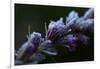 Hoarfrost crystals on dried pink flower buds on a black background-Paivi Vikstrom-Framed Photographic Print
