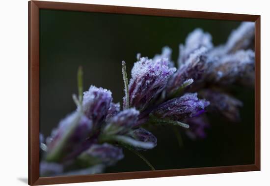 Hoarfrost crystals on dried pink flower buds on a black background-Paivi Vikstrom-Framed Photographic Print