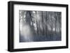 Hoarfrost in the Viennese Wood, Badener Lindkogel, Austria-Rainer Mirau-Framed Photographic Print